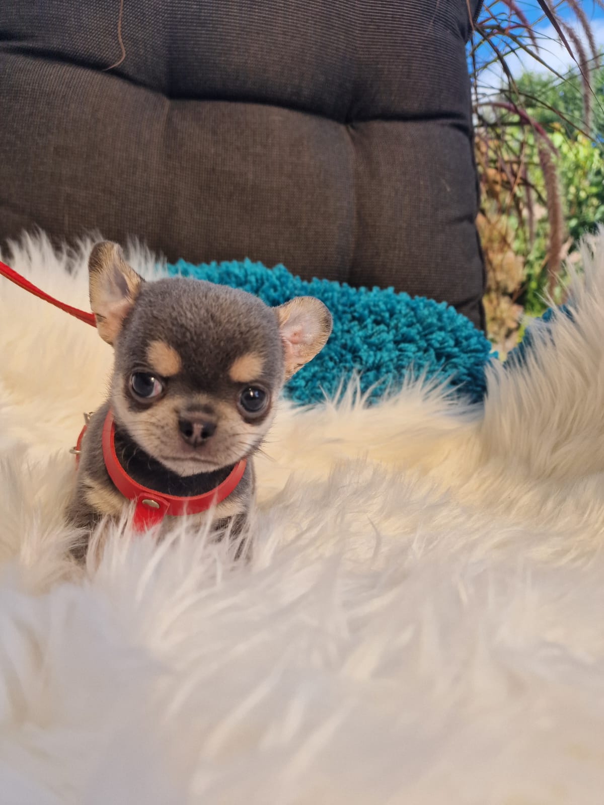 Szary podpalany Chihuahua na białym kocu w ogrodzie
