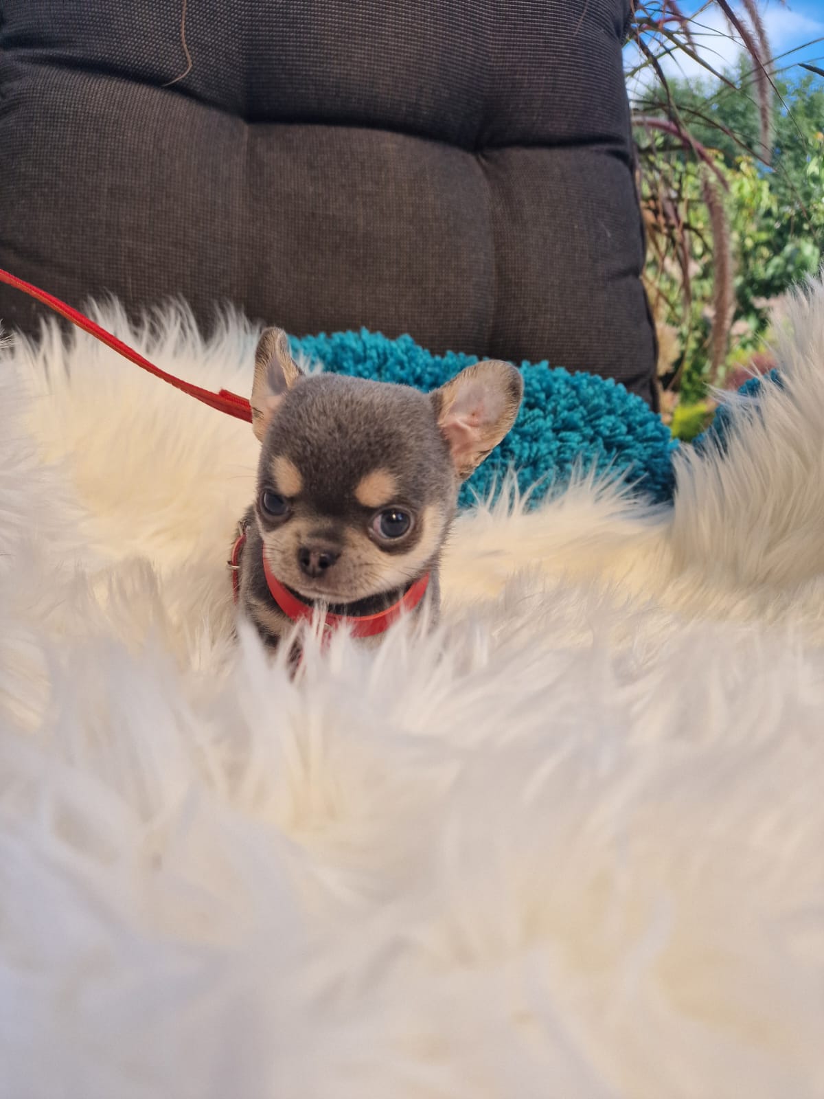 Szary podpalany Chihuahua na białym kocu w ogrodzie