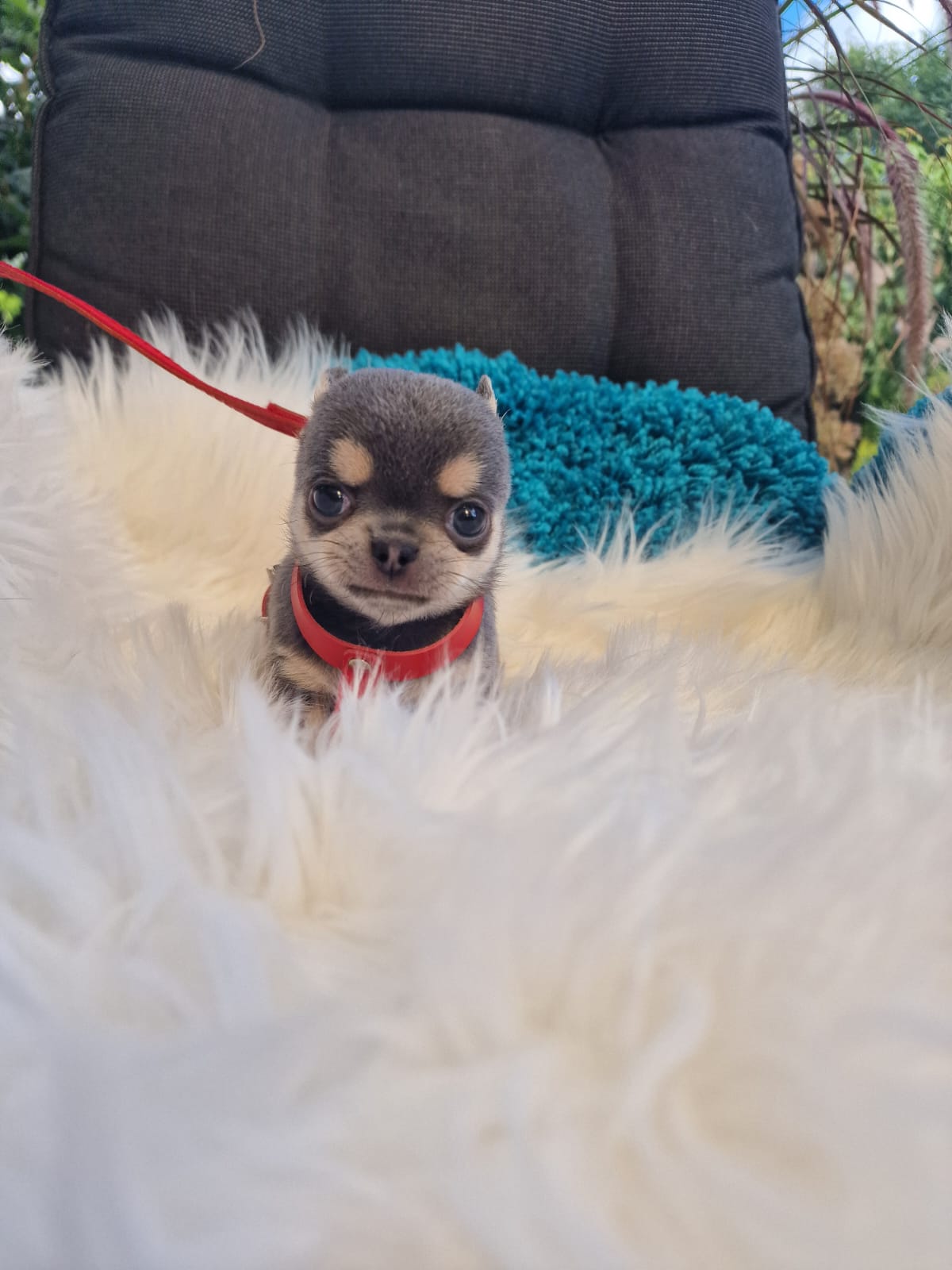 Szary podpalany Chihuahua na białym kocu w ogrodzie