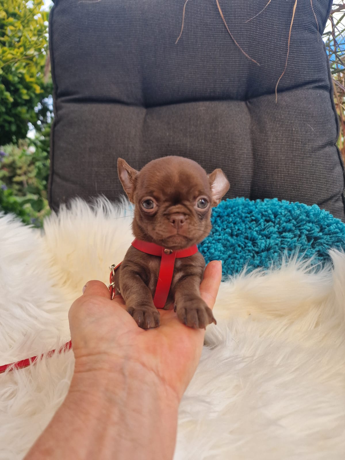 Czekoladowy Chihuahua na białym kocu w ogrodzie