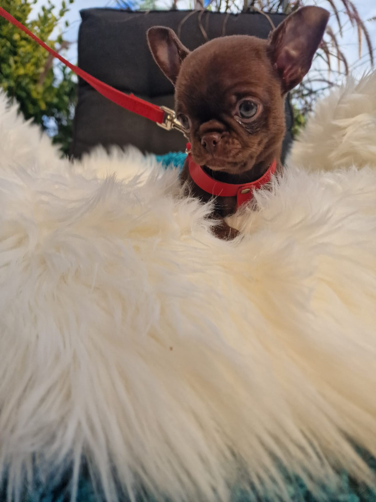 Czekoladowy Chihuahua na białym kocu w ogrodzie