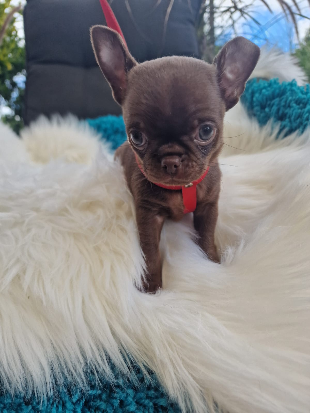 Krótkowłosy Chihuahua z dużymi, stojącymi uszami na jasnym kocu