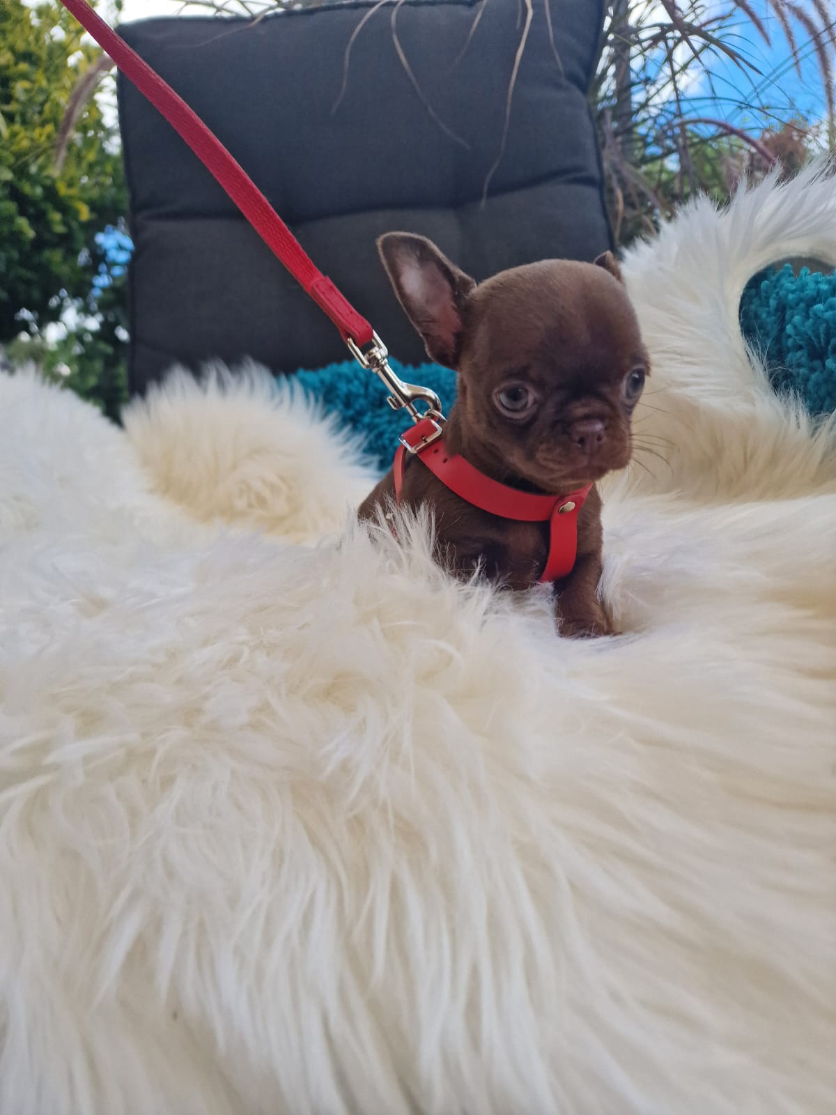 Czekoladowy Chihuahua na białym kocu w ogrodzie