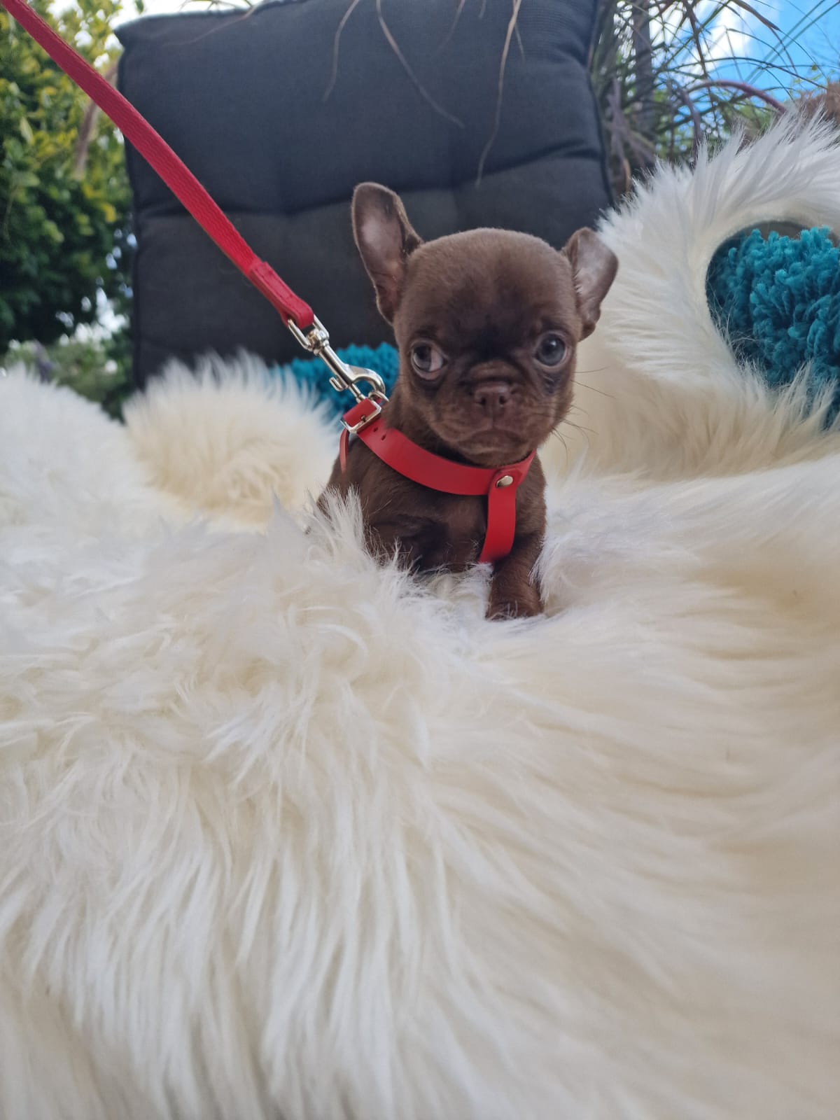 Czekoladowy Chihuahua w czerwonych szelkach z przypiętą smyczą