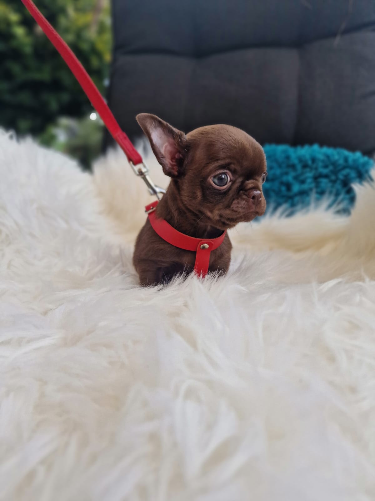 Czekoladowy Chihuahua na białym kocu w ogrodzie