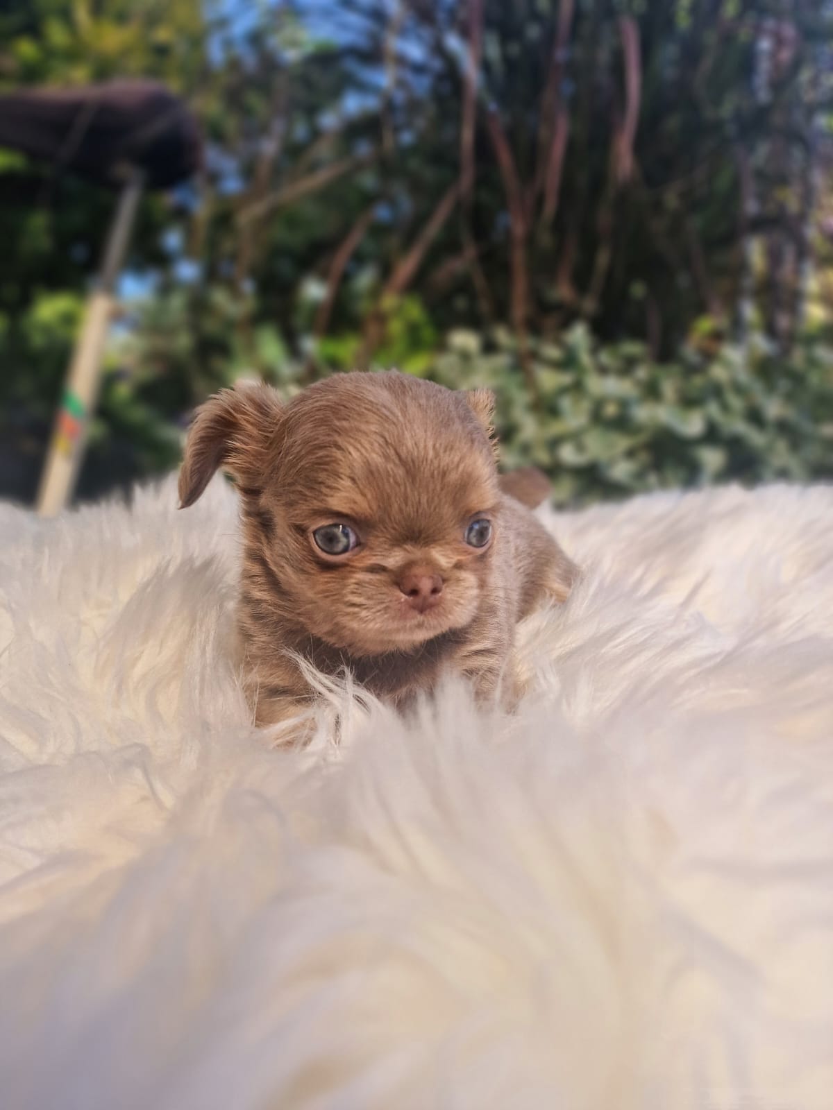 Czekoladowy Chihuahua na białym kocu w ogrodzie