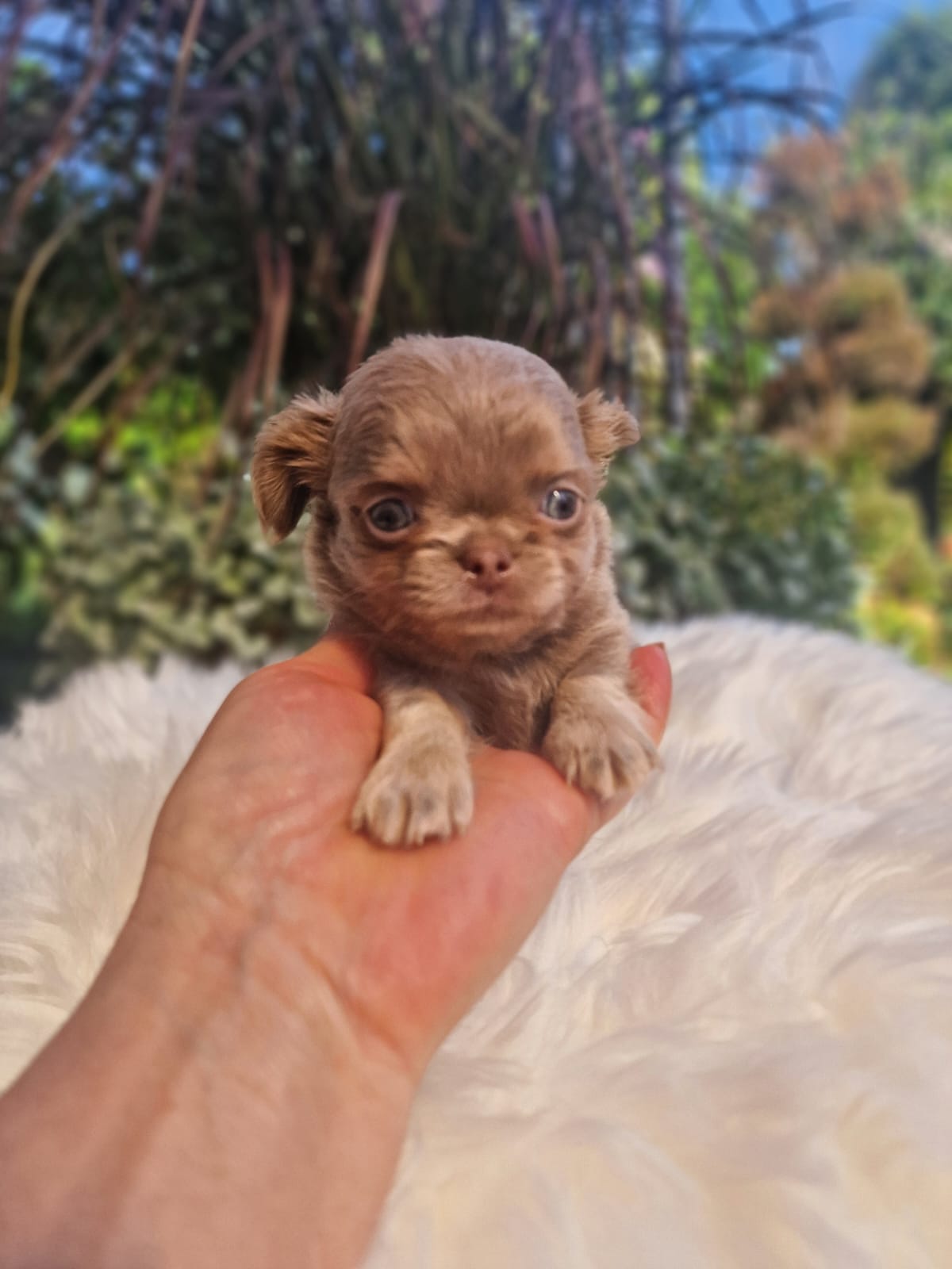 Mały szczeniak Chihuahua bezpiecznie podtrzymywany dłonią opiekuna