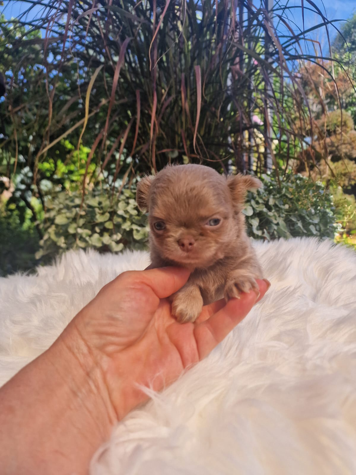Czekoladowy Chihuahua na białym kocu w ogrodzie