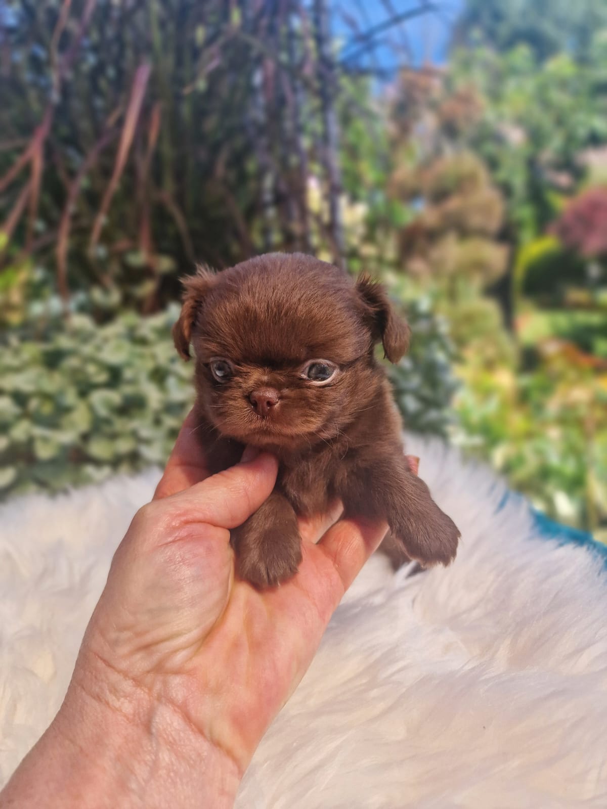 Czekoladowy Chihuahua na białym kocu w ogrodzie