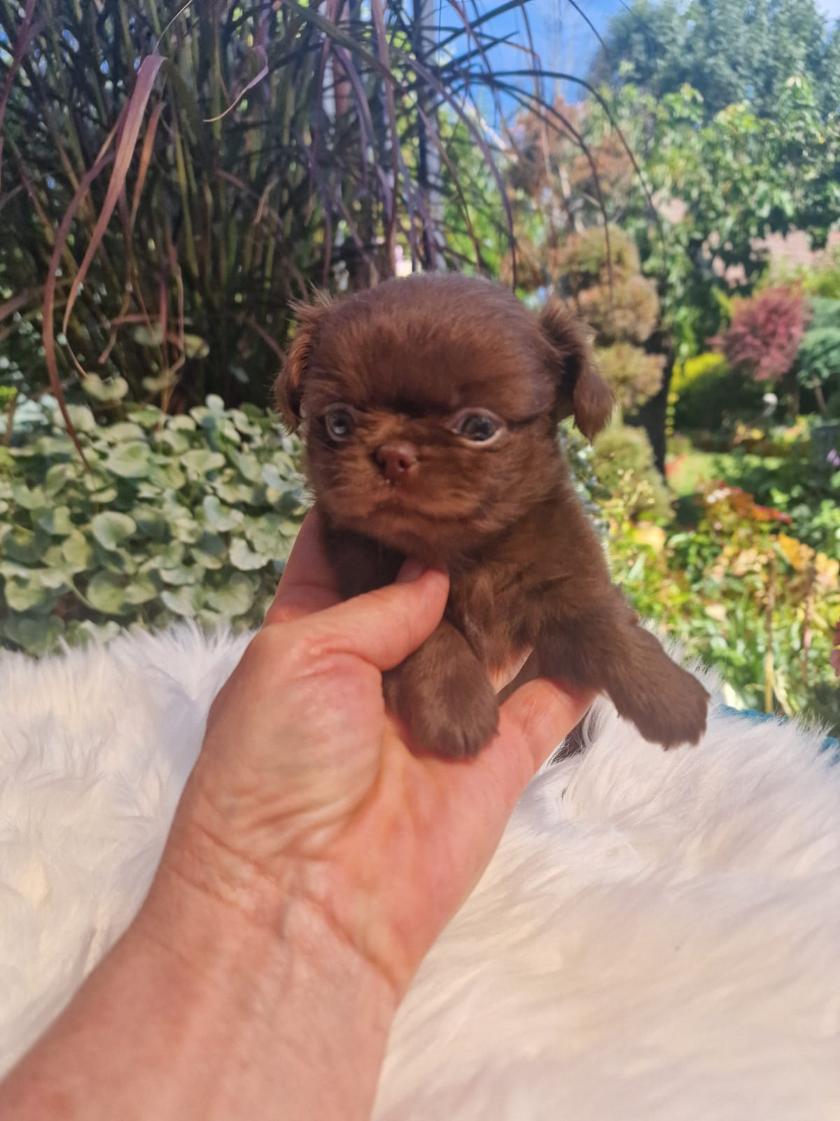 Czekoladowy Chihuahua na białym kocu w ogrodzie