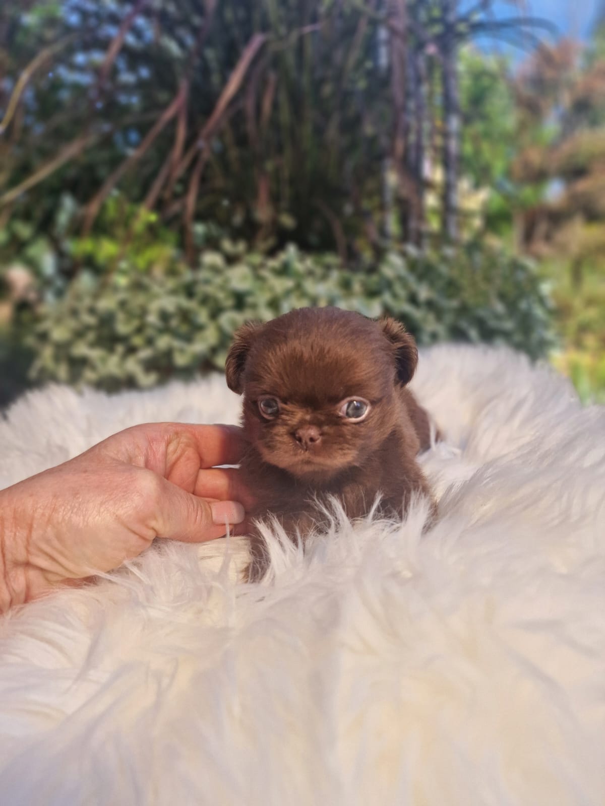 Czekoladowy Chihuahua na białym kocu w ogrodzie