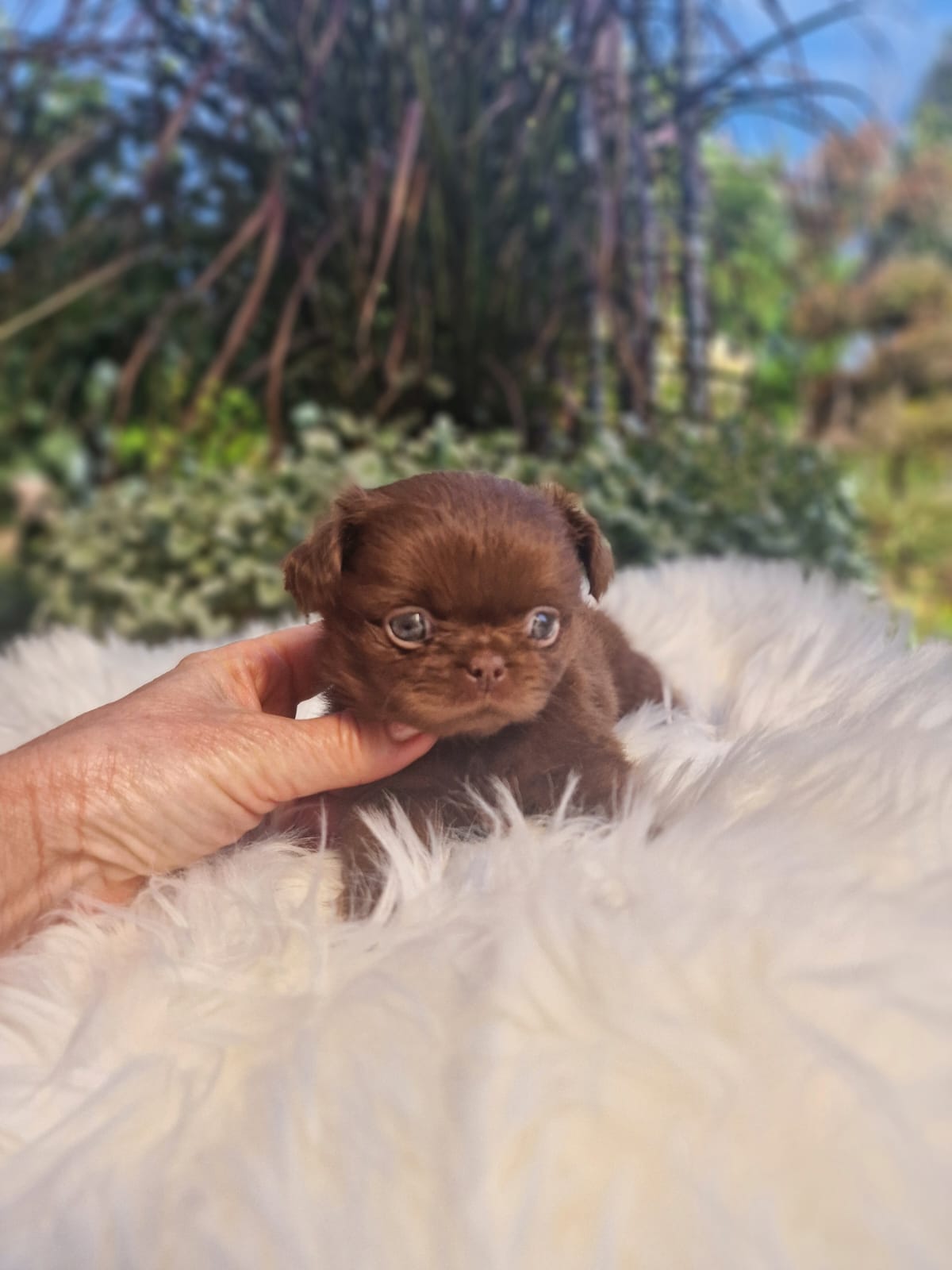 Czekoladowy Chihuahua na białym kocu w ogrodzie