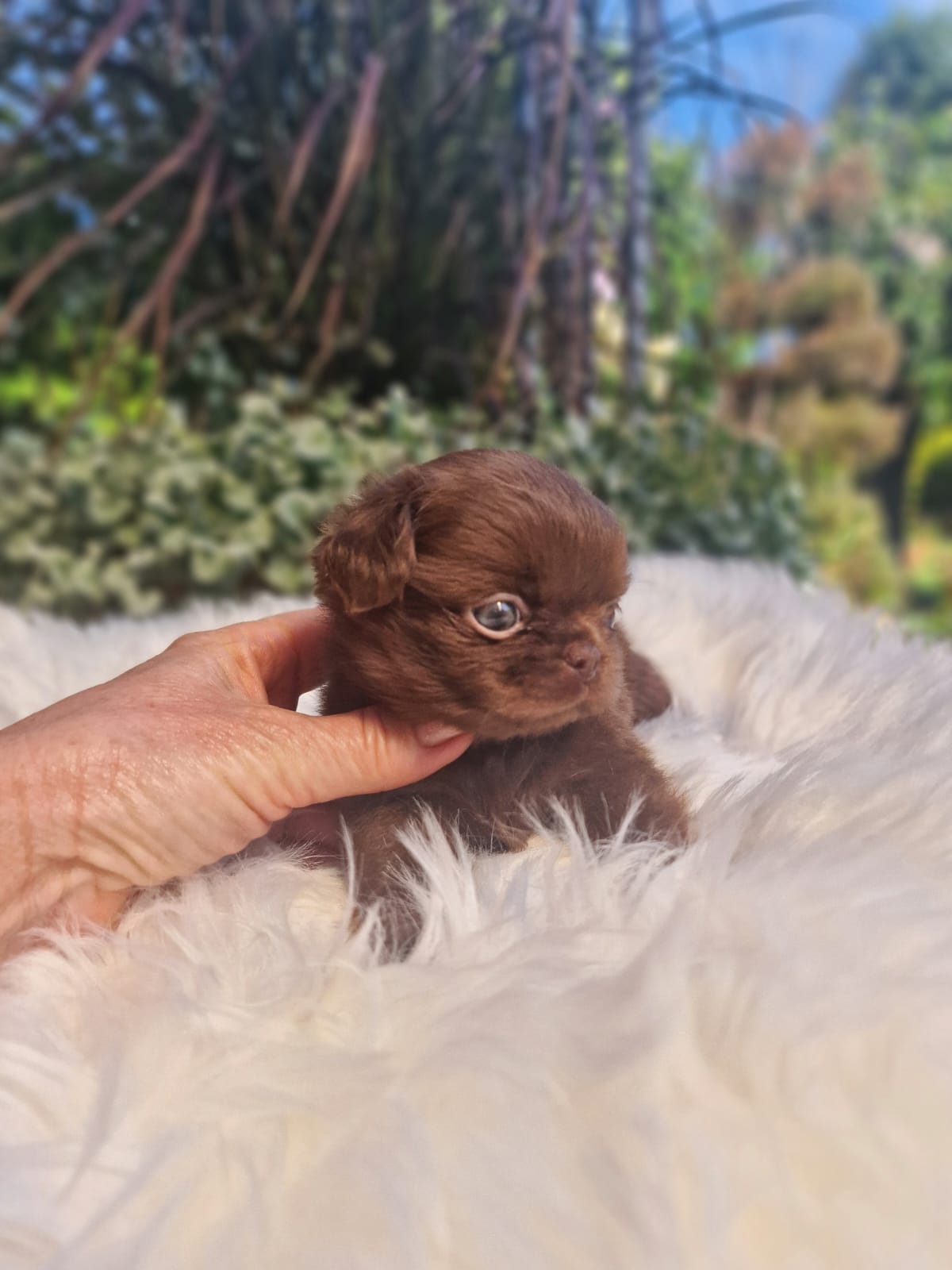 Czekoladowy Chihuahua na białym kocu w ogrodzie