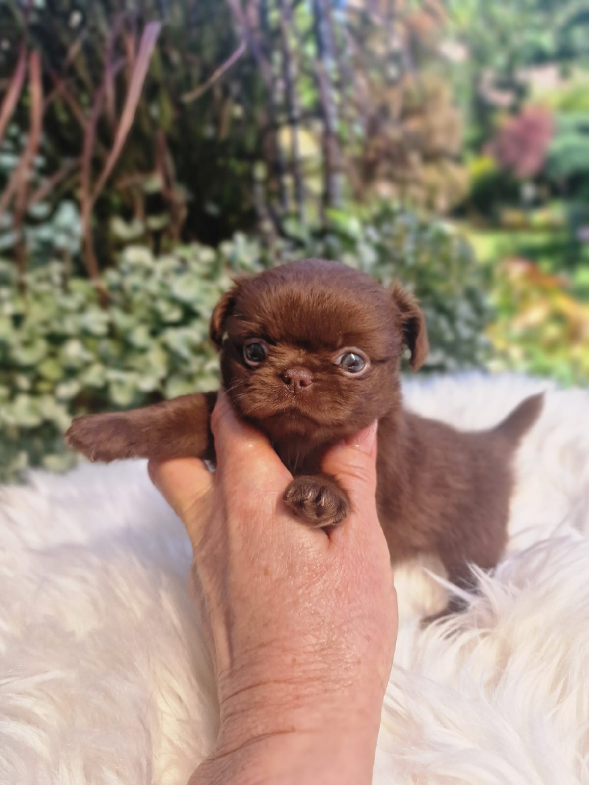 Czekoladowy Chihuahua na białym kocu w ogrodzie