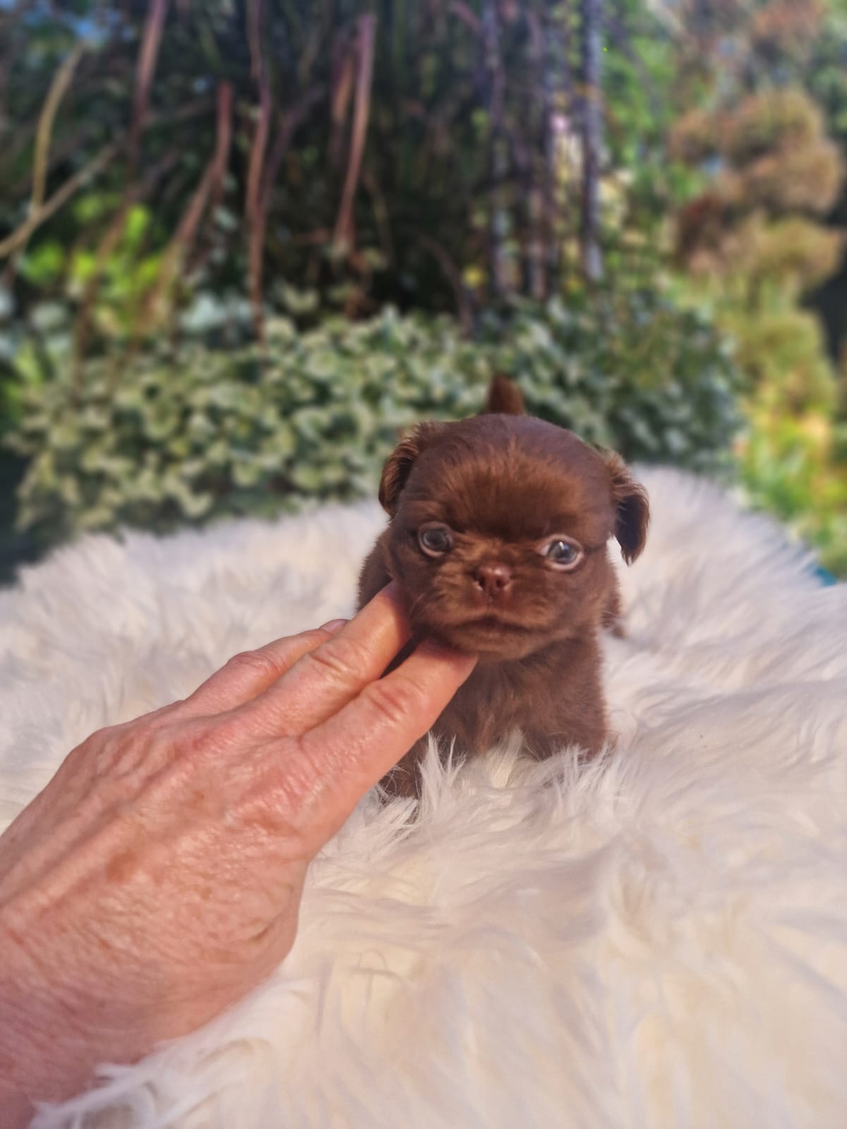Czekoladowy Chihuahua na białym kocu w ogrodzie
