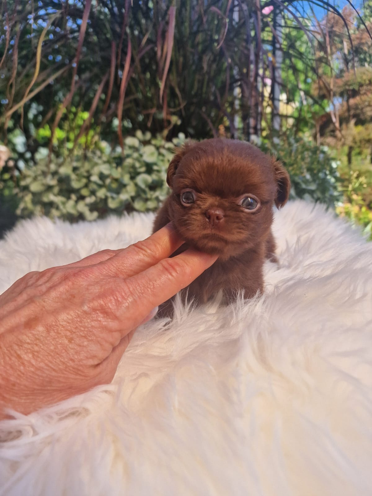 Czekoladowy Chihuahua na białym kocu w ogrodzie