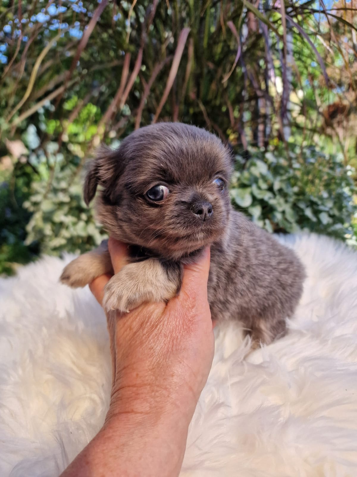 Szary Chihuahua na białym kocu w ogrodzie