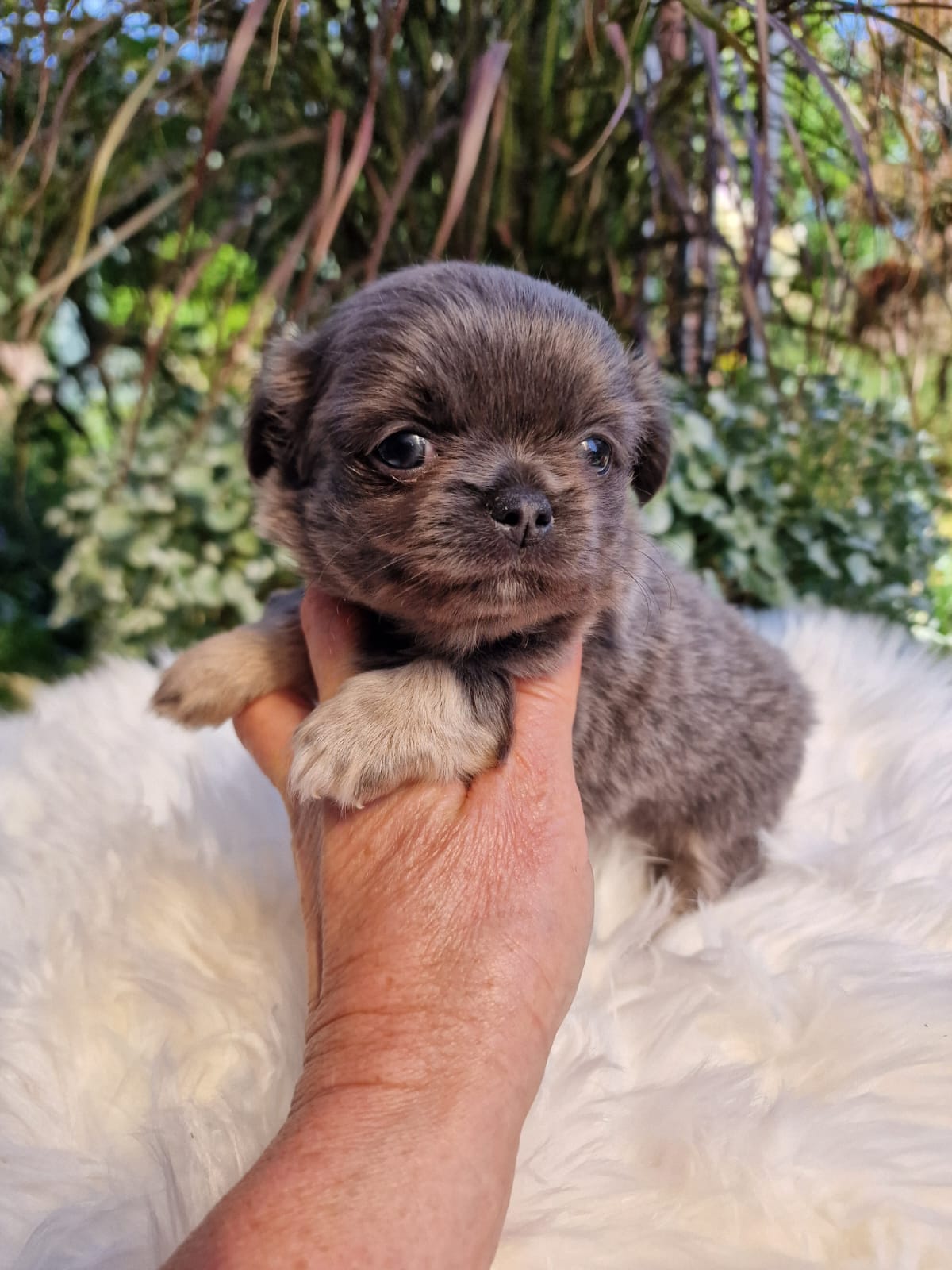 Szary Chihuahua na białym kocu w ogrodzie