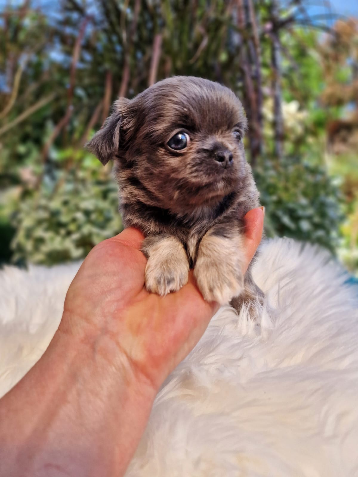 Szary Chihuahua na białym kocu w ogrodzie