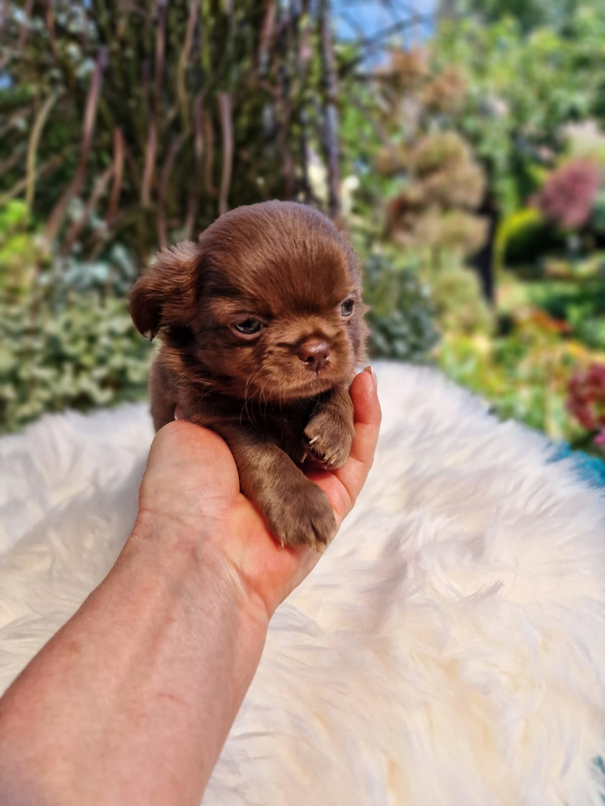 Czekoladowy Chihuahua na białym kocu w ogrodzie