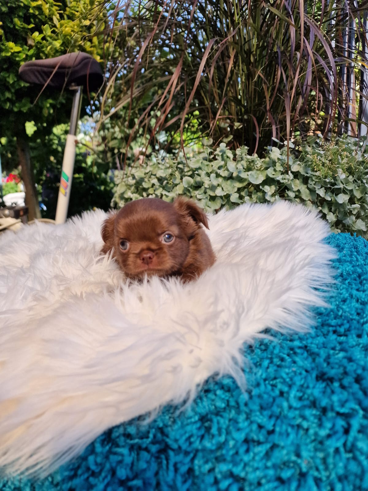 Czekoladowy Chihuahua na białym kocu w ogrodzie