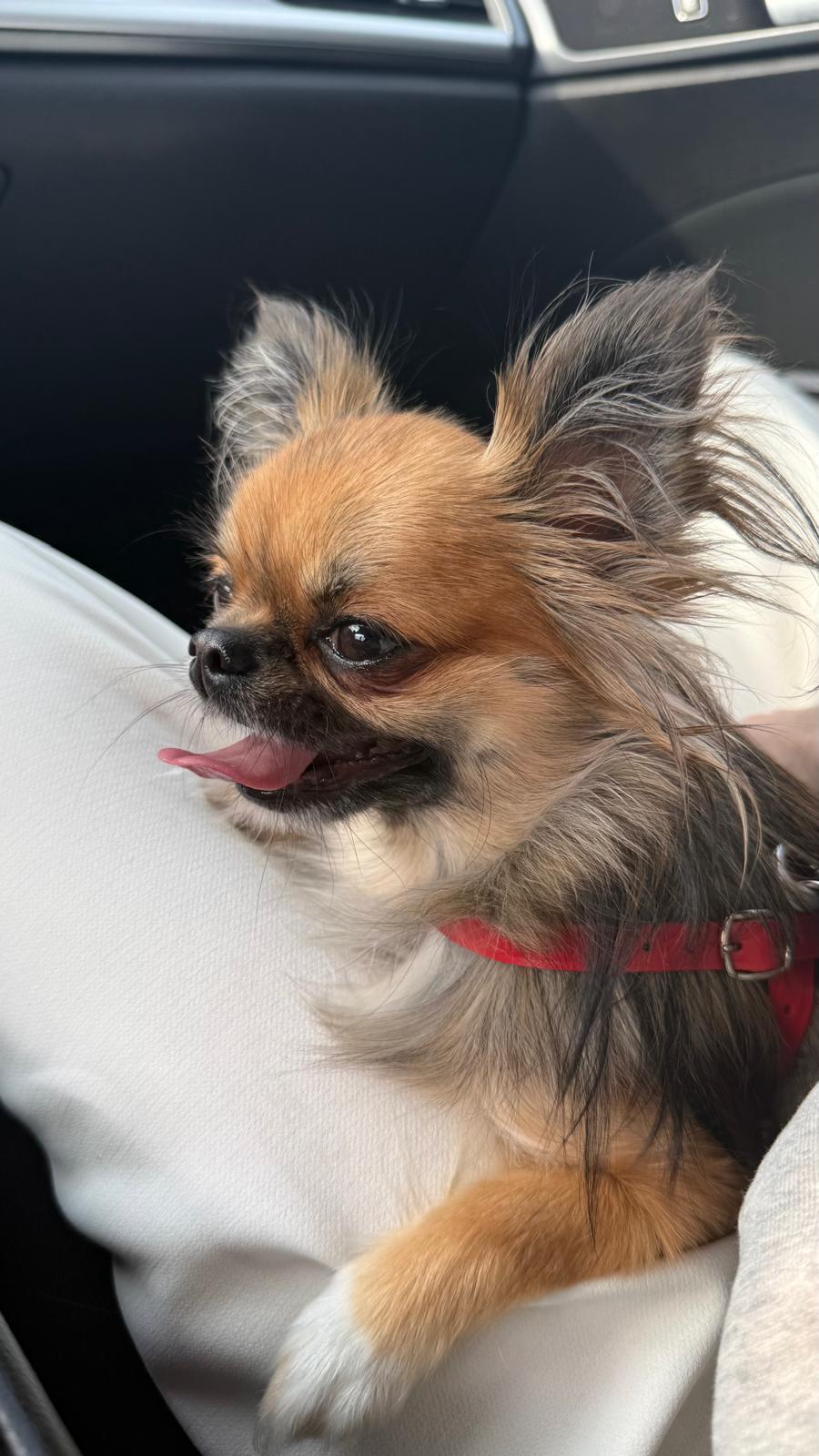 Długowłosy Chihuahua w czerwonych szelkach we wnętrzu samochodu