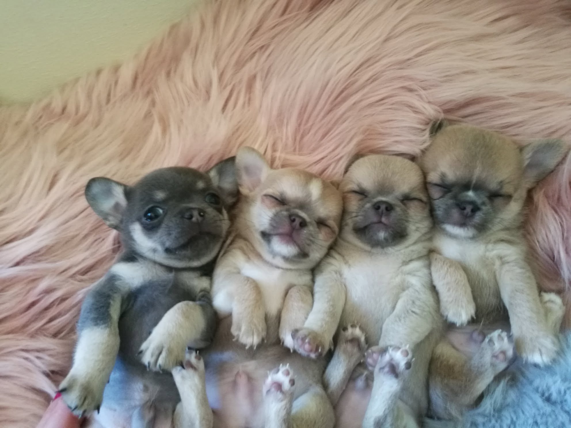 Cztery szczenięta Chihuahua odpoczywające razem