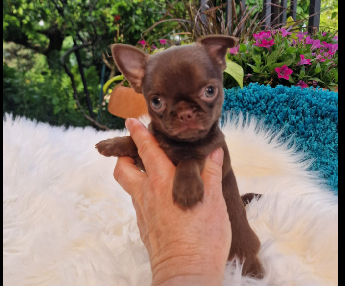 Chihuahua z rodzinnej hodowli Bajeczne Urwisy
