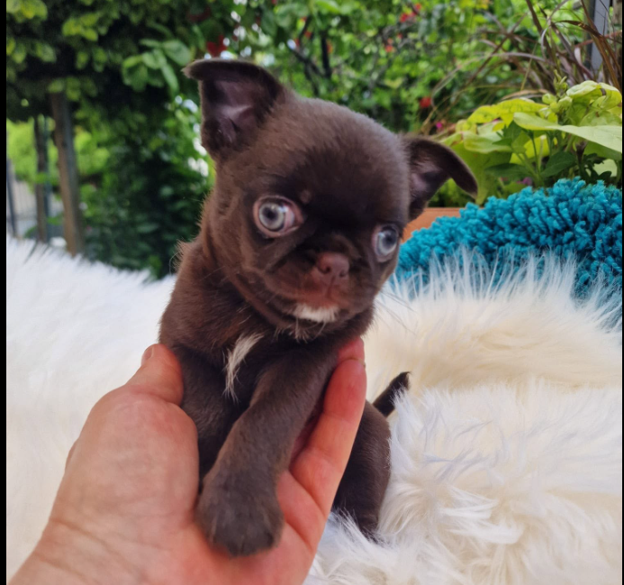 Chihuahua z rodzinnej hodowli Bajeczne Urwisy