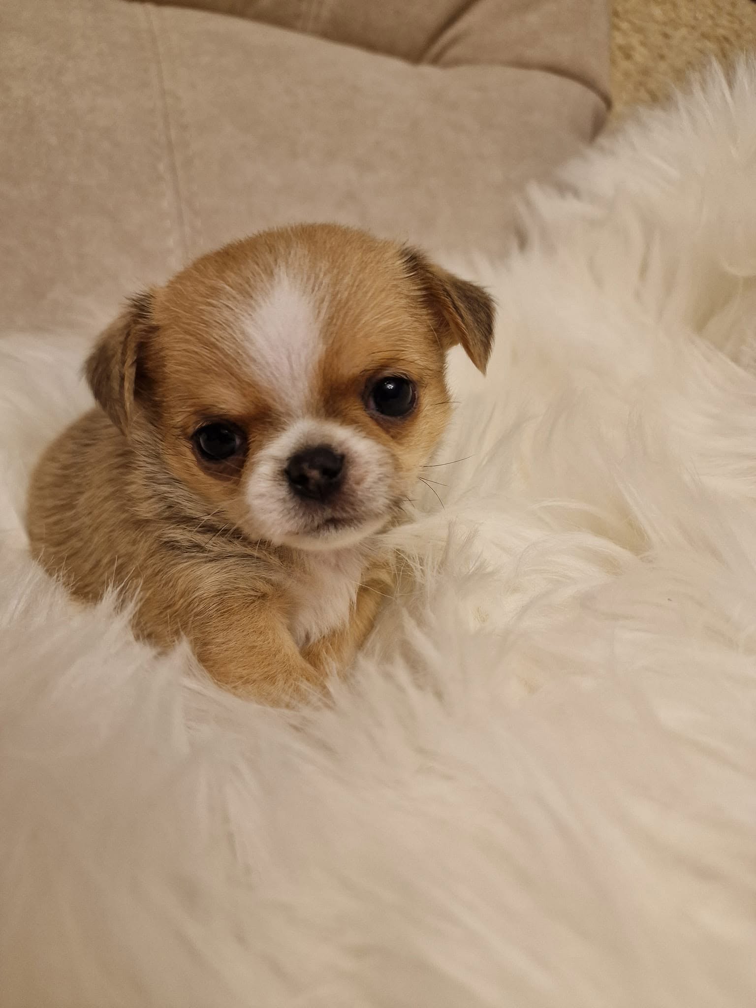 Chihuahua
