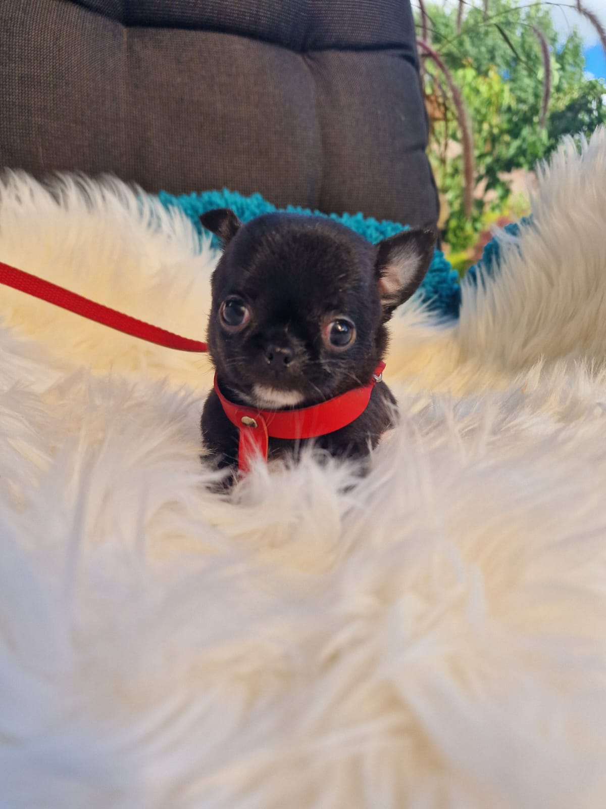 Czarny piesek Chihuahua krótkowłosego z hodowli Bajeczne Urwisy
