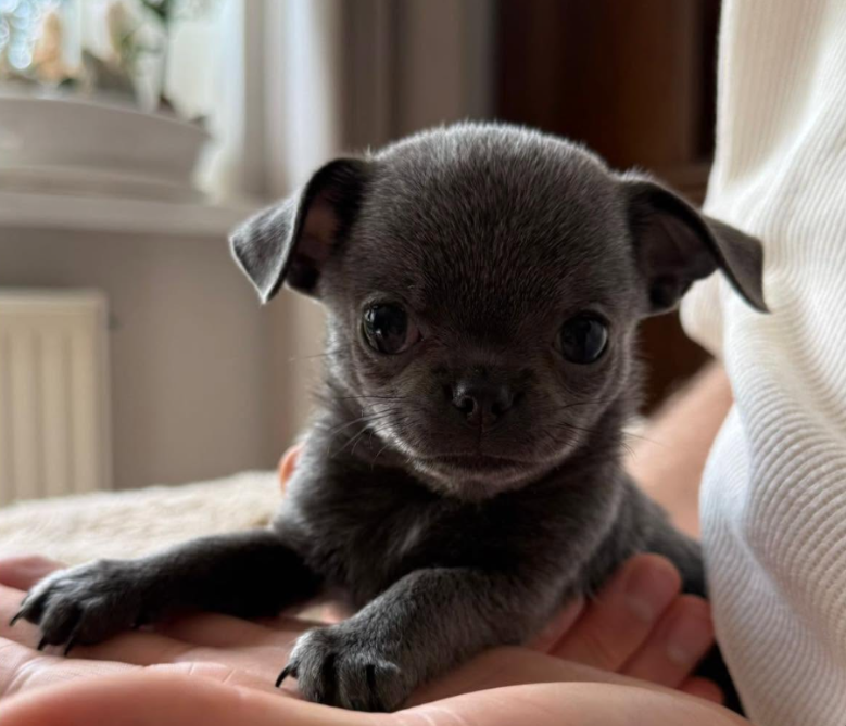 Amorek, krótkowłosy szczeniak Chihuahua blue