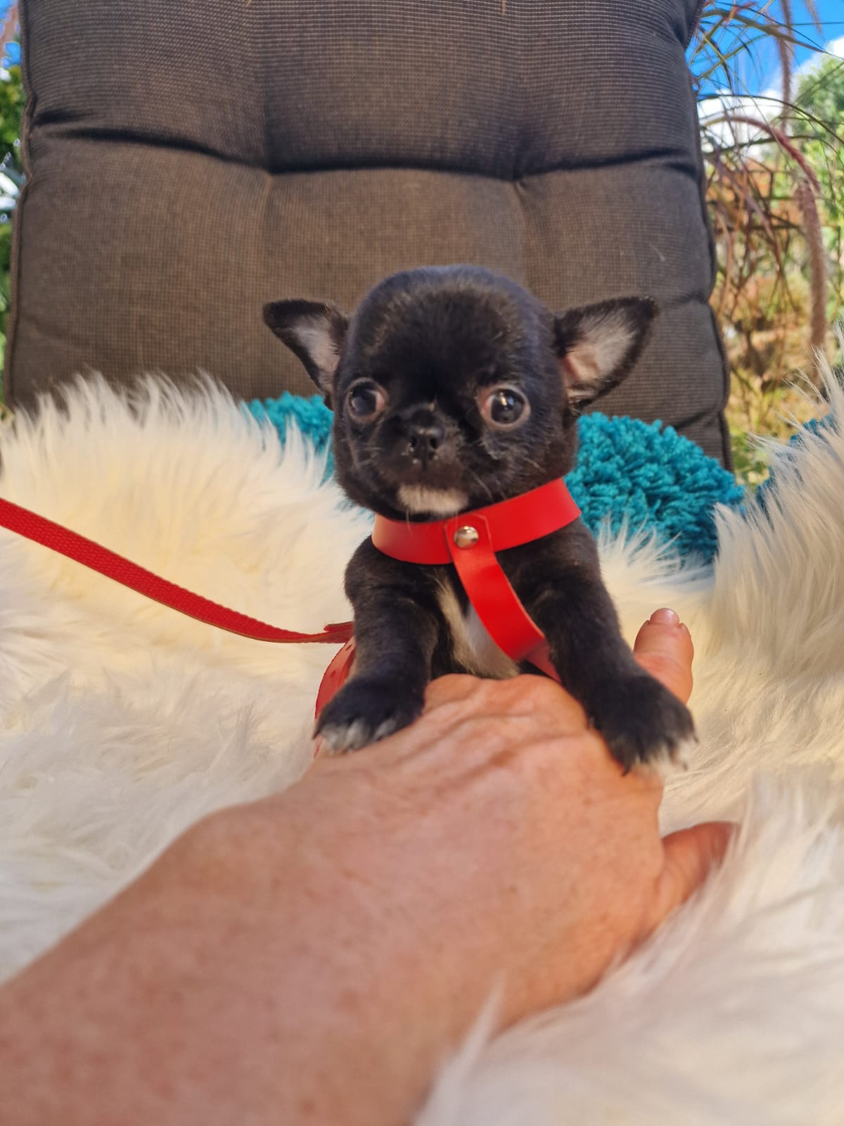 Elf, czarny piesek Chihuahua krótkowłosego z hodowli Bajeczne Urwisy