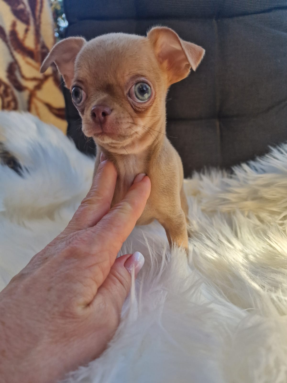 Fionka, beżowa suczka Chihuahua krótkowłosego z hodowli Bajeczne Urwisy
