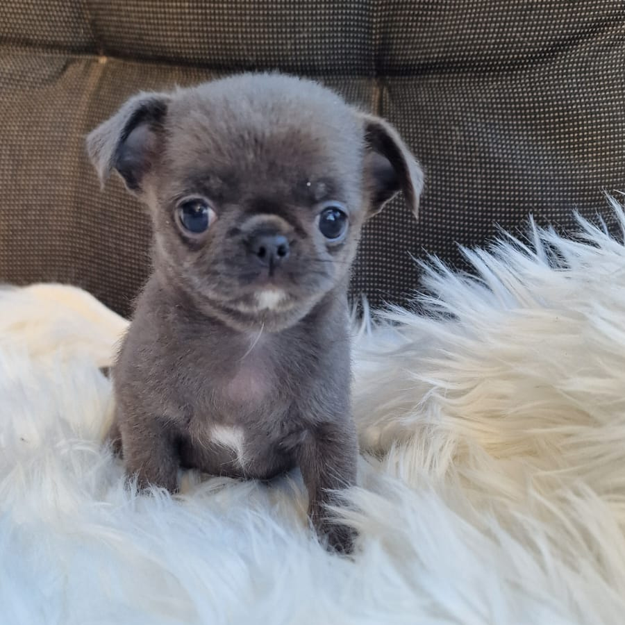 Hana, niebieska suczka Chihuahua krótkowłosego z hodowli Bajeczne Urwisy