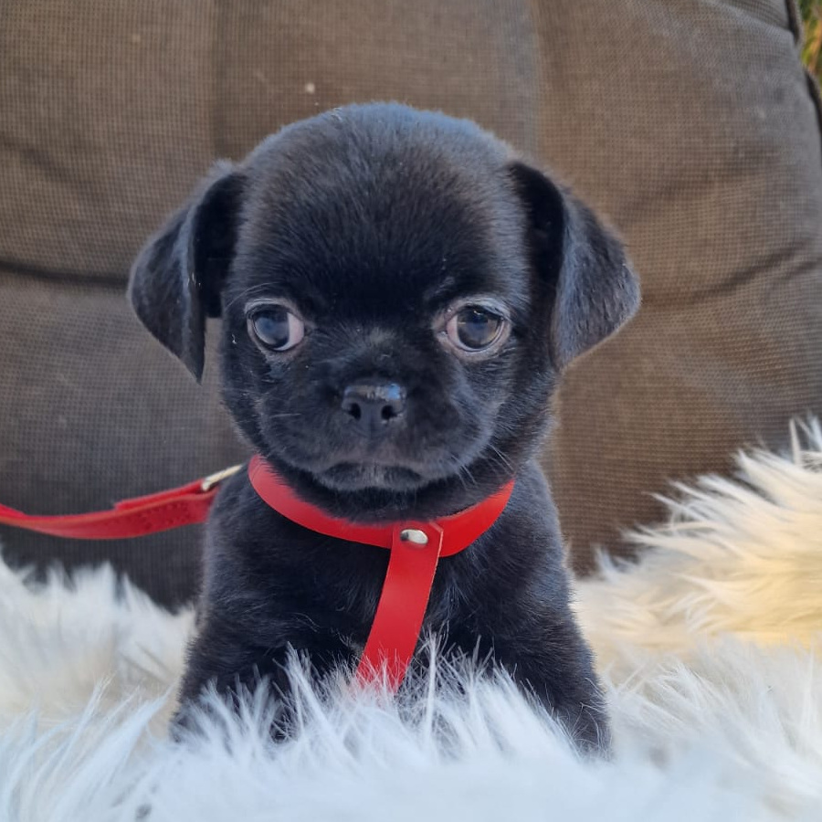 Heidi, czarna suczka Chihuahua krótkowłosego z hodowli Bajeczne Urwisy