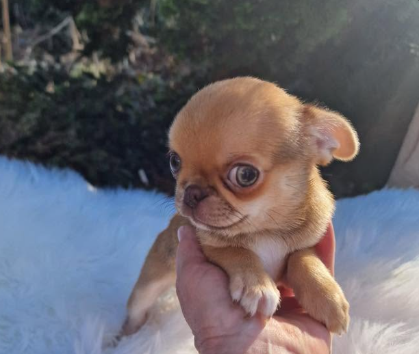 Wafel, krótkowłosy szczeniak Chihuahua sable