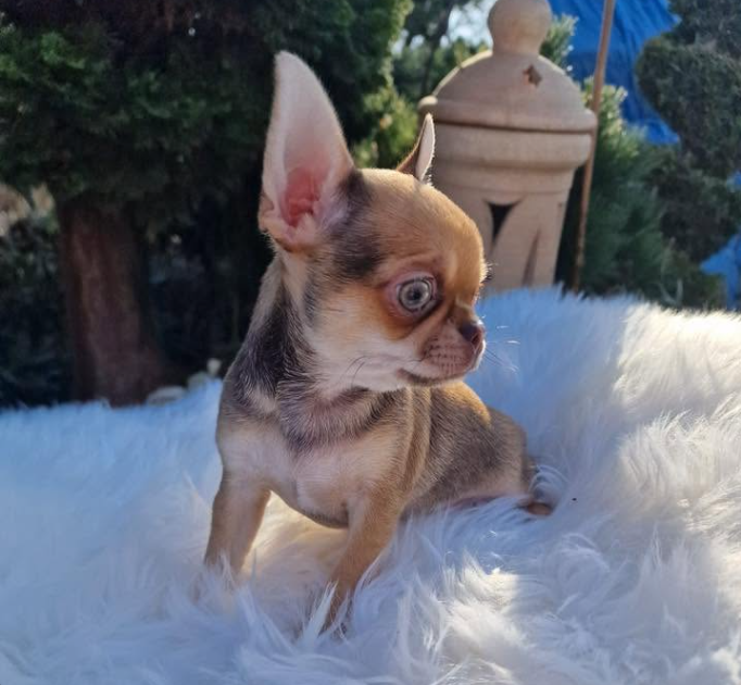 Wedel, krótkowłosy szczeniak Chihuahua sable