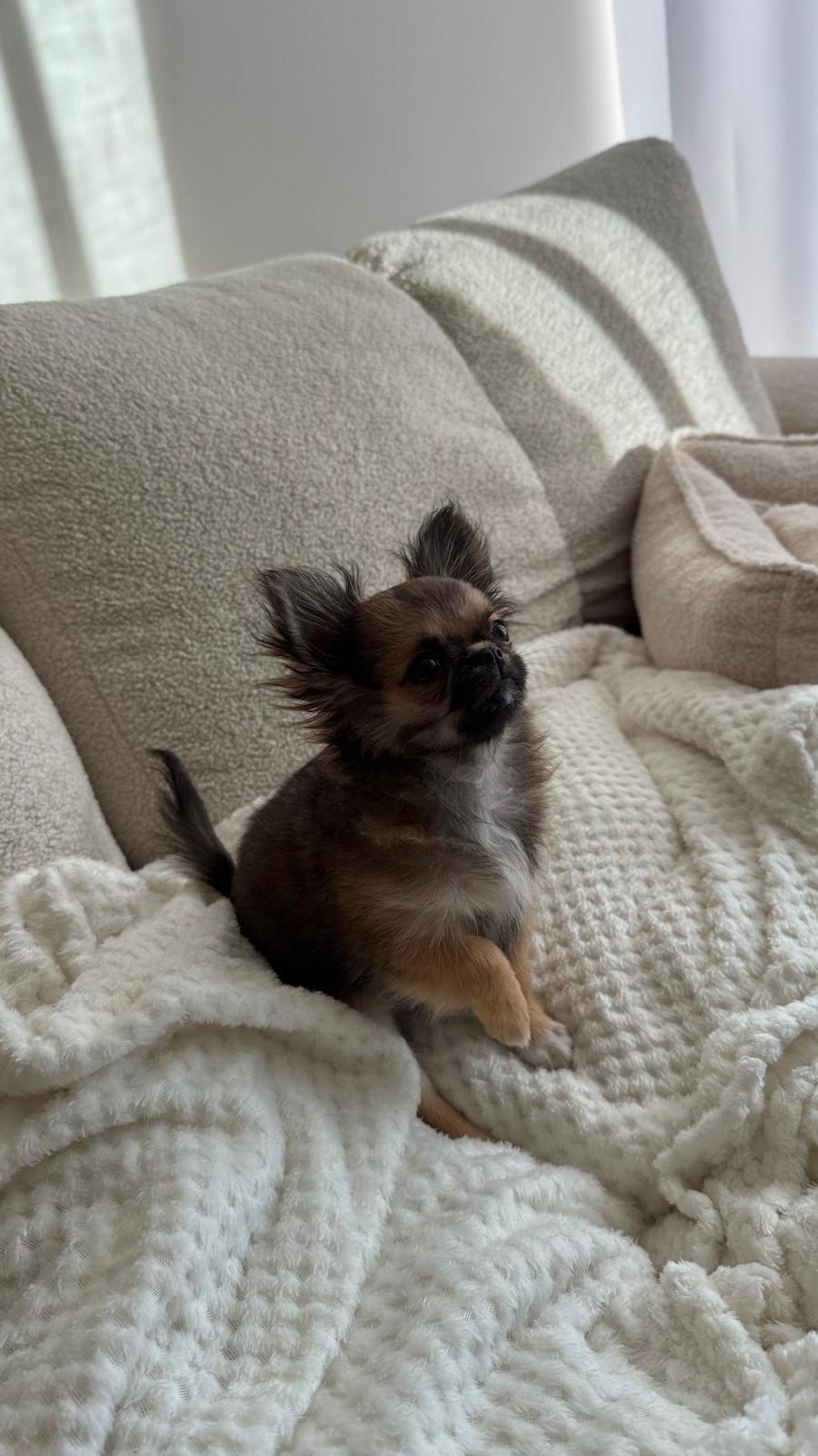 Chihuahua z hodowli Bajeczne Urwisy